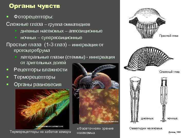  Органы чувств § Фоторецепторы: Сложные глаза – группа омматидиев § дневных насекомых –