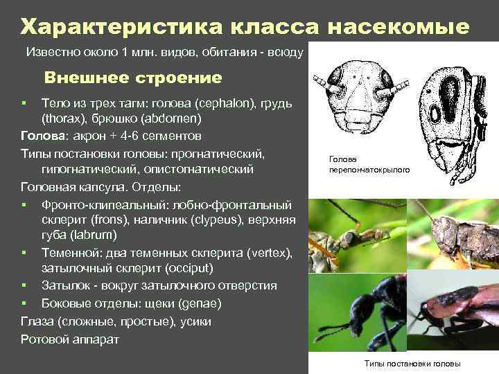 Характеристика класса насекомые. Типы постановки головы у насекомых. Опистогнатический Тип постановки головы насекомых. Прогнатический Тип головы насекомого. Гипогнатическая голова у насекомых.