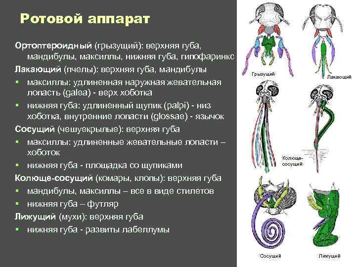 Разнообразие ротовых аппаратов развитие вторичной полости тела