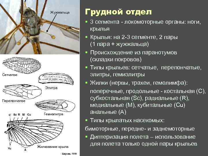 Рассмотрите рисунок с изображением насекомого укажите видовое название данного представителя