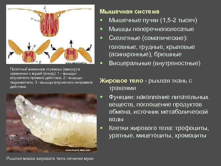  Мышечная система § Мышечные пучки (1, 5 -2 тысяч) § Мышцы поперечнополосатые §