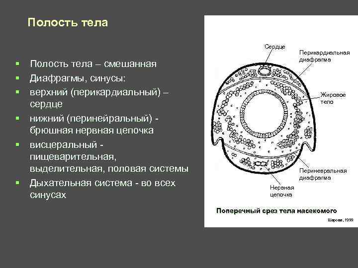 Рисунок полости тела