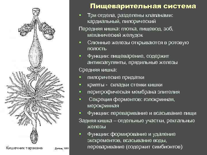  Пищеварительная система § Три отдела, разделены клапанами: кардиальный, пилорический Передняя кишка: глотка, пищевод,