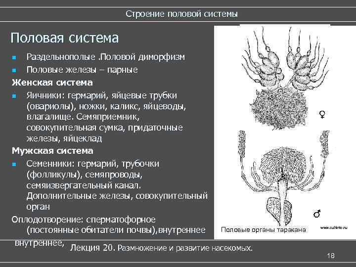 Строение половых органов гермафродитов