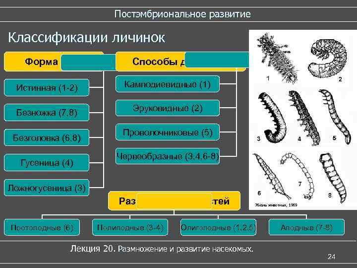  Постэмбриональное развитие Классификации личинок Форма тела Способы движения Истинная (1 -2) Камподиевидные (1)