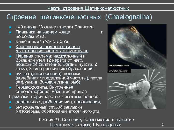 Строение планктона внутреннее