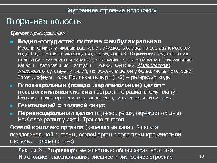     Внутреннее строение иглокожих Вторичная полость Целом преобразован n Водно-сосудистая система
