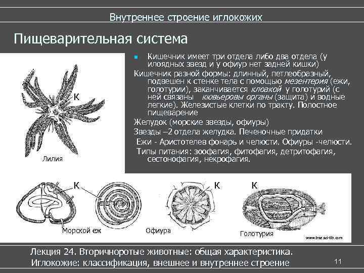      Внутреннее строение иглокожих Пищеварительная система    