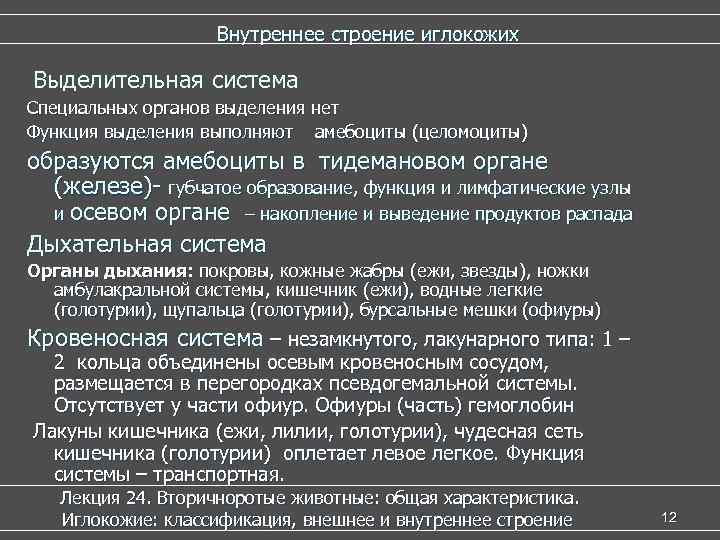    Внутреннее строение иглокожих Выделительная система Специальных органов выделения нет Функция