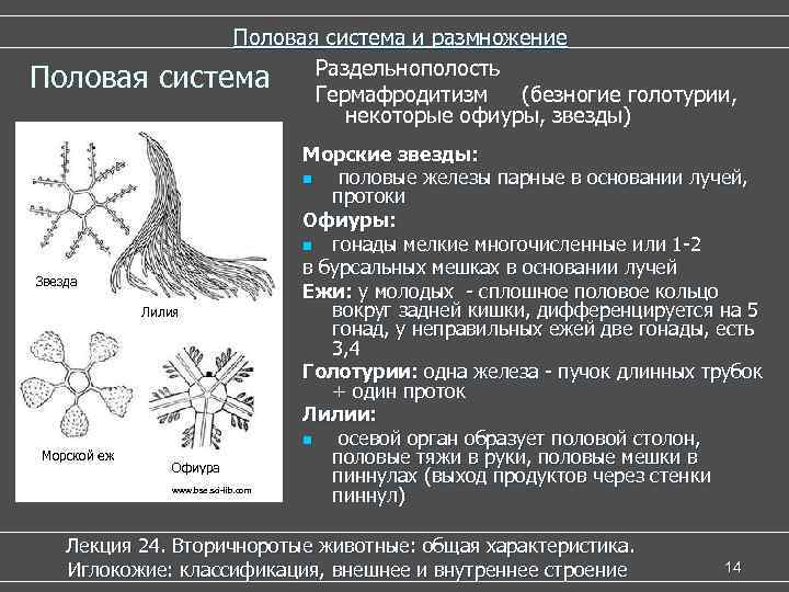     Половая система и размножение Половая  система Раздельнополость (безногие голотурии,