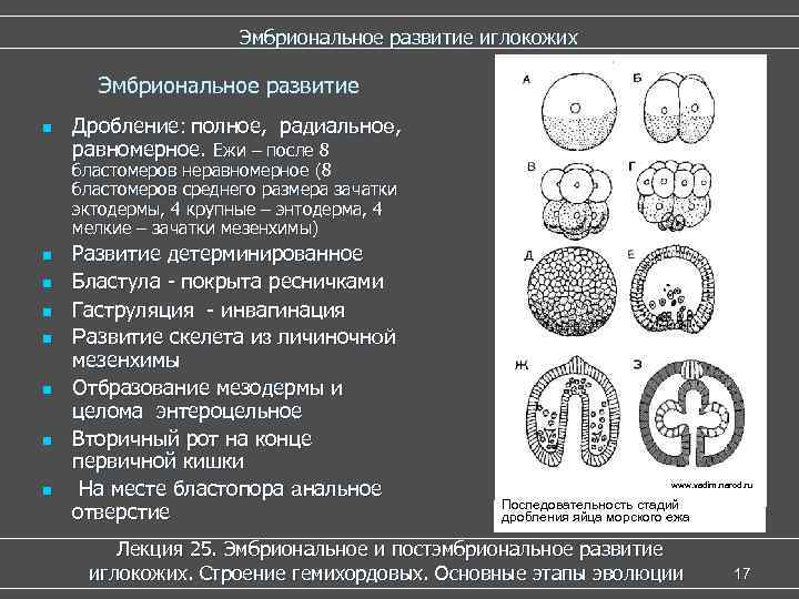      Эмбриональное развитие иглокожих  Эмбриональное развитие n  Дробление: