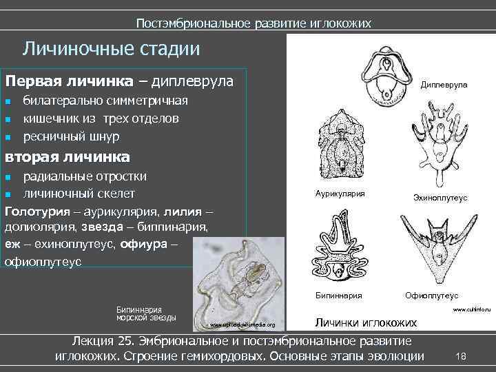      Постэмбриональное развитие иглокожих Личиночные стадии Первая личинка – диплеврула