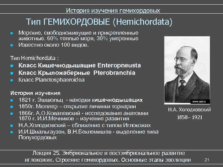      История изучения гемихордовых  Тип ГЕМИХОРДОВЫЕ (Hemichordata) n 