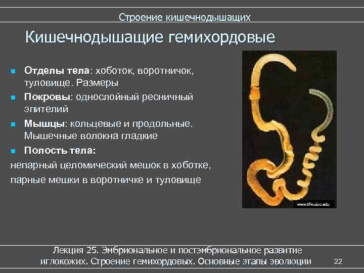      Строение кишечнодышащих Кишечнодышащие гемихордовые n Отделы тела: хоботок, воротничок,