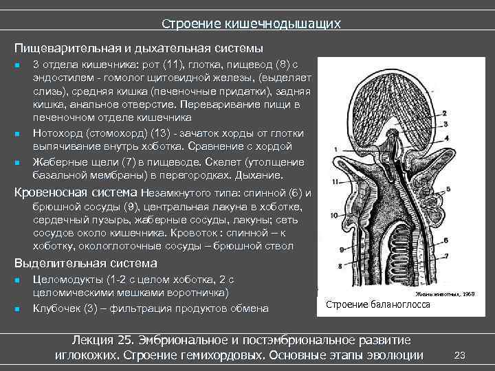       Строение кишечнодышащих Пищеварительная и дыхательная системы n 