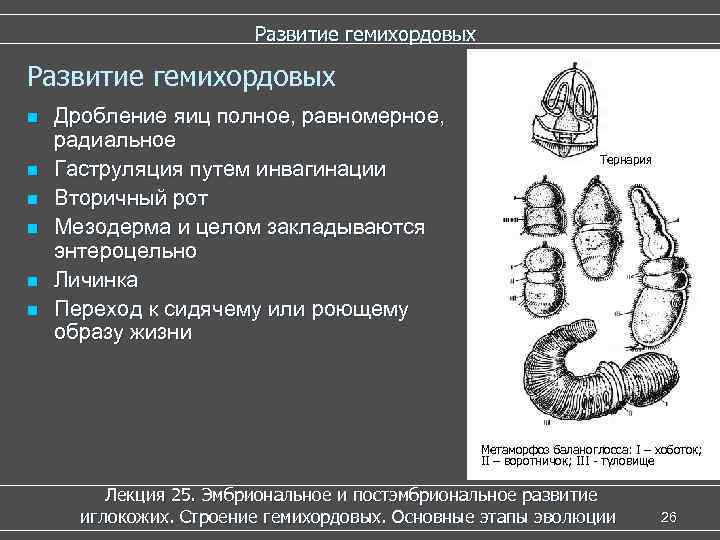     Развитие гемихордовых n  Дробление яиц полное, равномерное, радиальное 