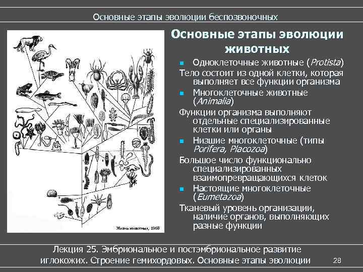   Основные этапы эволюции беспозвоночных       Основные этапы