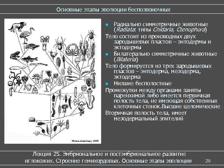    Основные этапы эволюции беспозвоночных       n