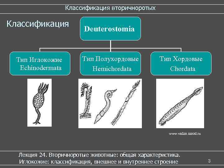     Классификация вторичноротых Классификация     Deuterostomia  Тип