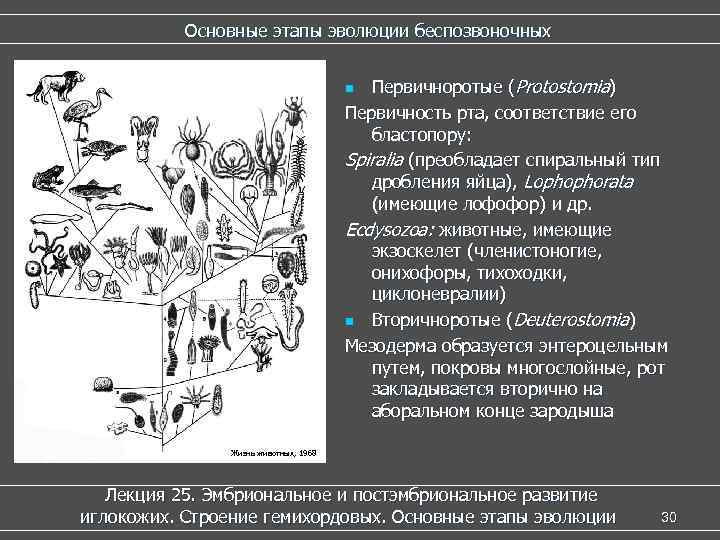   Основные этапы эволюции беспозвоночных       n Первичноротые