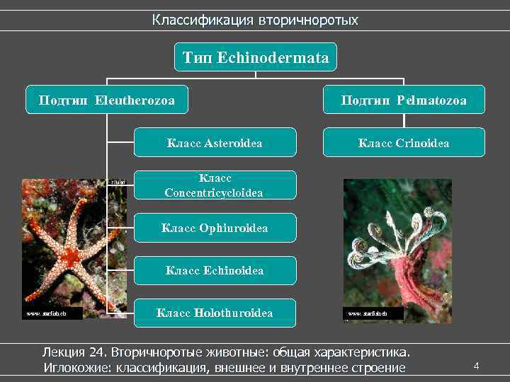      Классификация вторичноротых     Тип Echinodermata Подтип