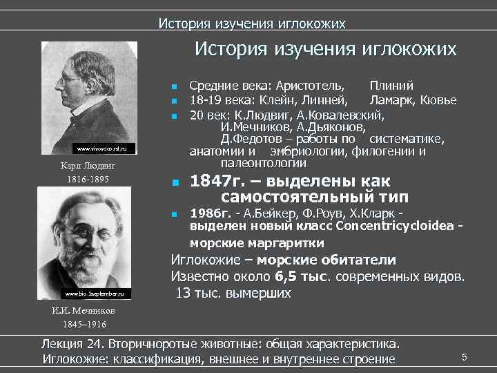      История изучения иглокожих      n