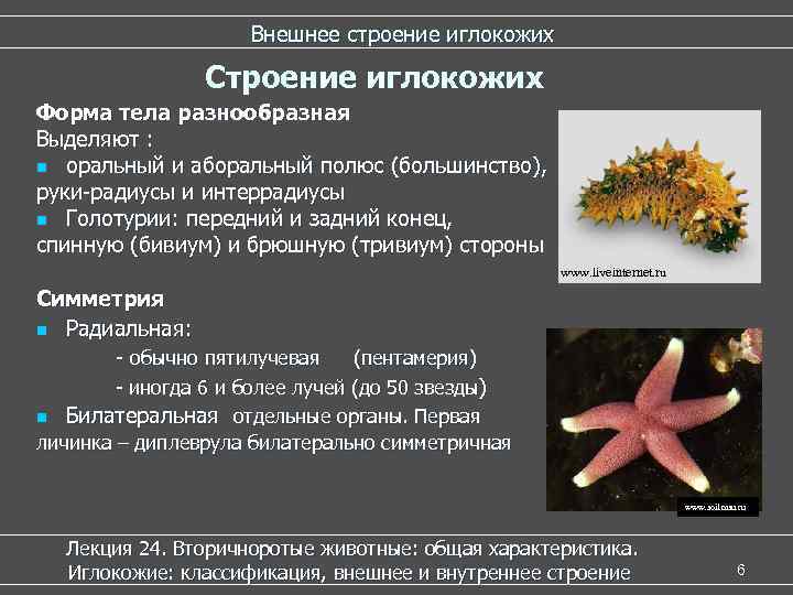      Внешнее строение иглокожих   Строение иглокожих Форма тела
