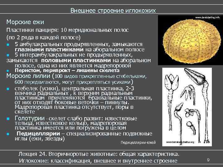     Внешнее строение иглокожих       