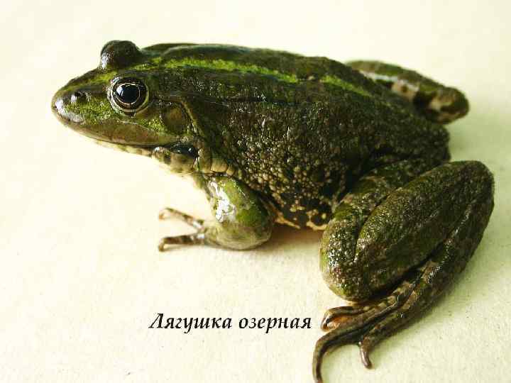   В Красноярском крае обитает 6 видов   земноводных - представители отрядов