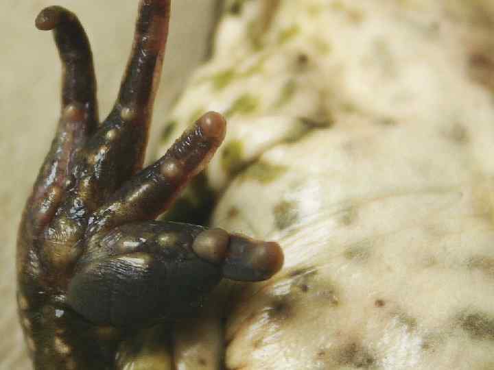  • Жаба-повитуха 