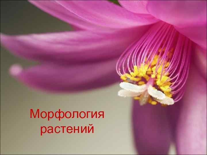 Морфология растений 