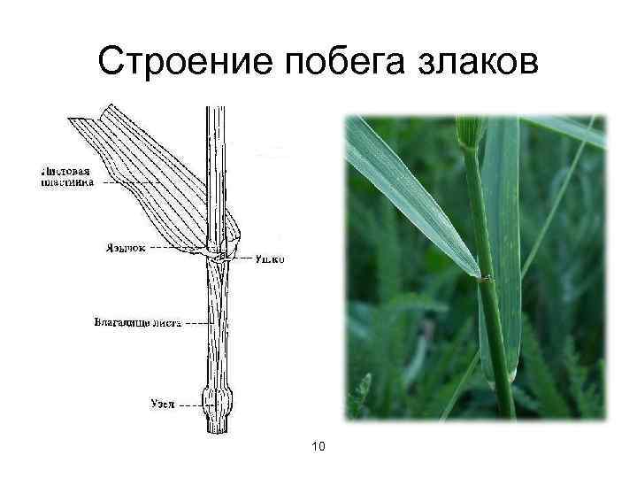 Строение побега злаков 10 