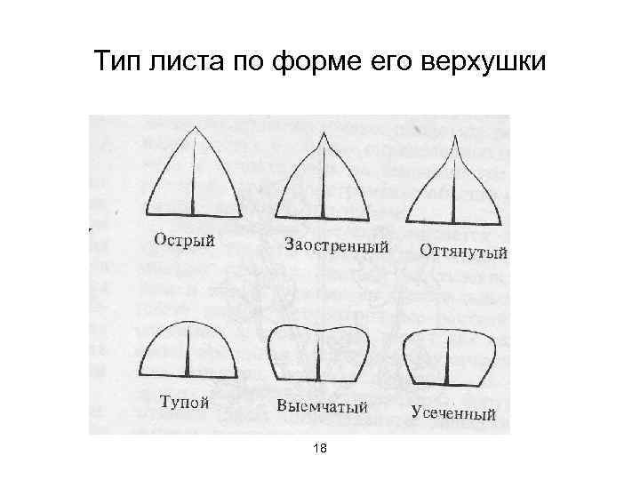 Тип листа по форме его верхушки 18 