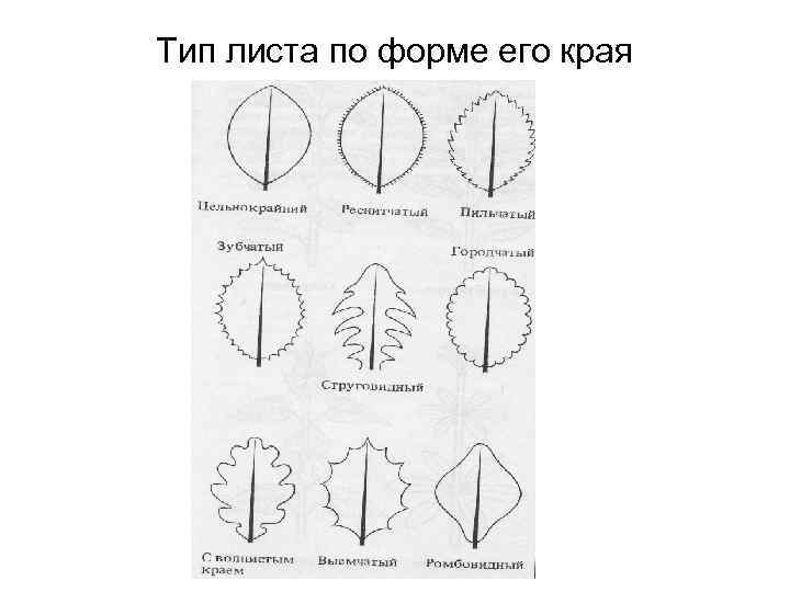 Тип листа по форме его края 19 