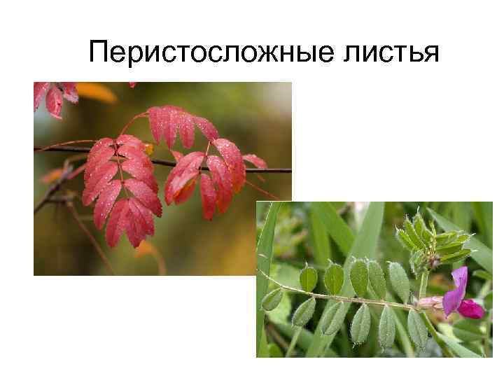 Перистосложные листья 