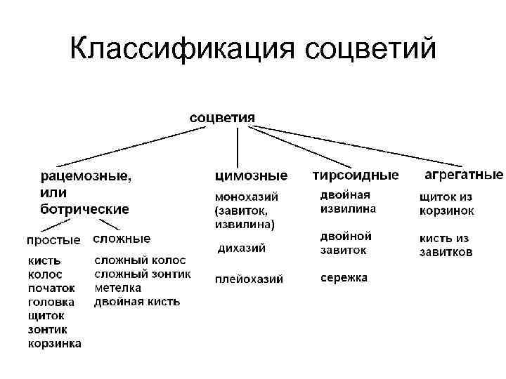 Классификация соцветий 