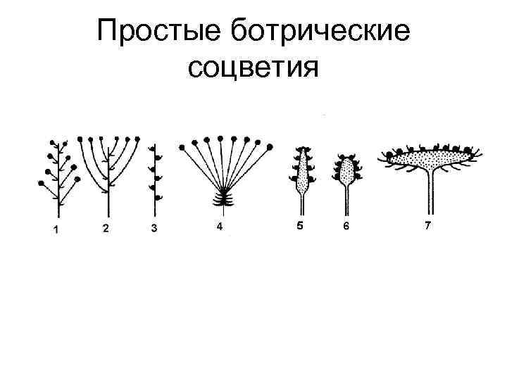 Простые ботрические соцветия 