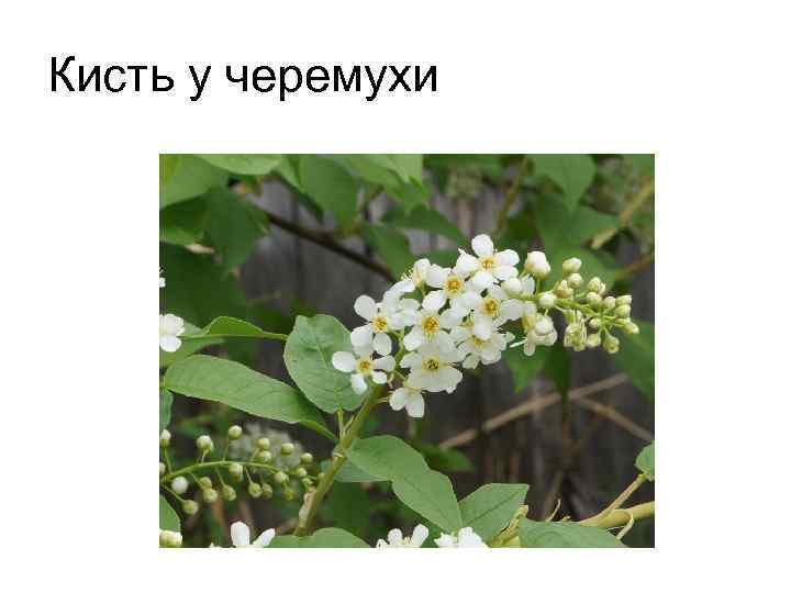 Кисть у черемухи 