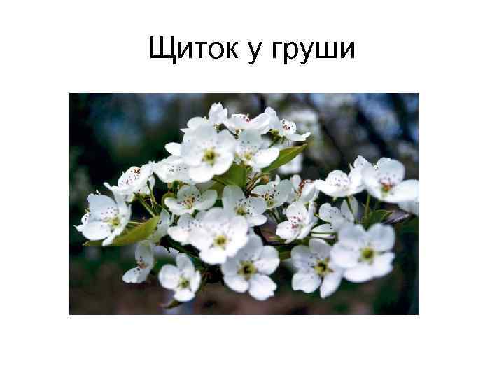 Щиток у груши 