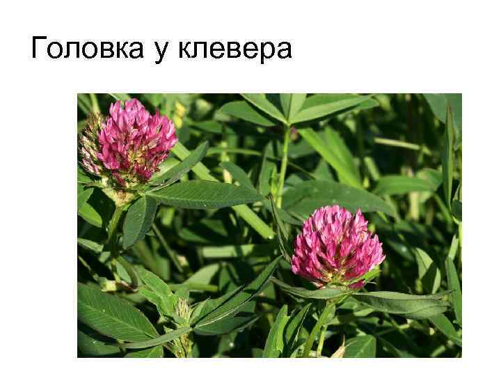 Головка у клевера 