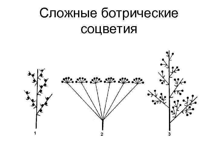 Сложные ботрические соцветия 