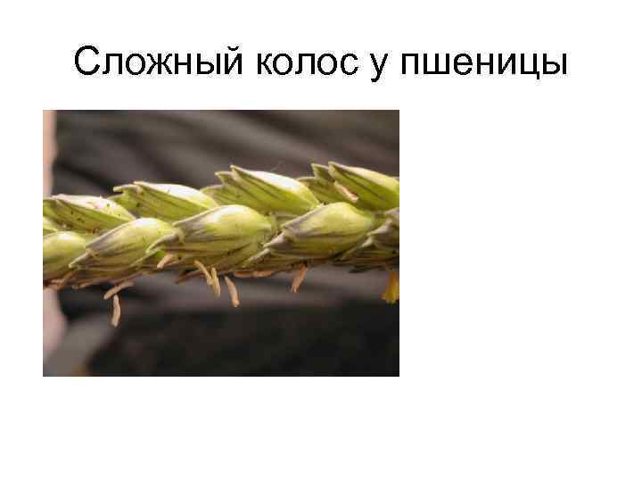 Сложный колос у пшеницы 