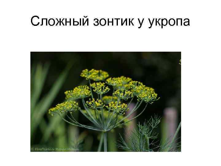 Сложный зонтик у укропа 