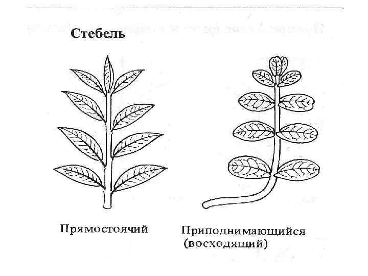 Морфология растений. Морфологическое строение растений. Морфология высших растений. Морфология в ботанике это.