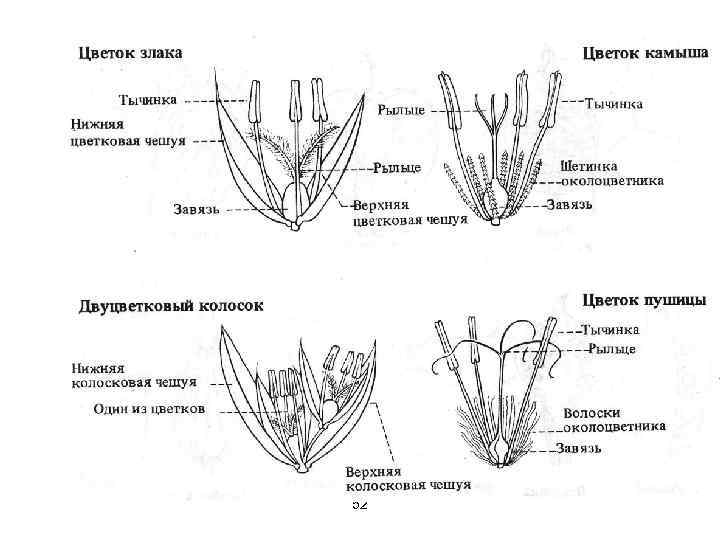 Морфологическое строение