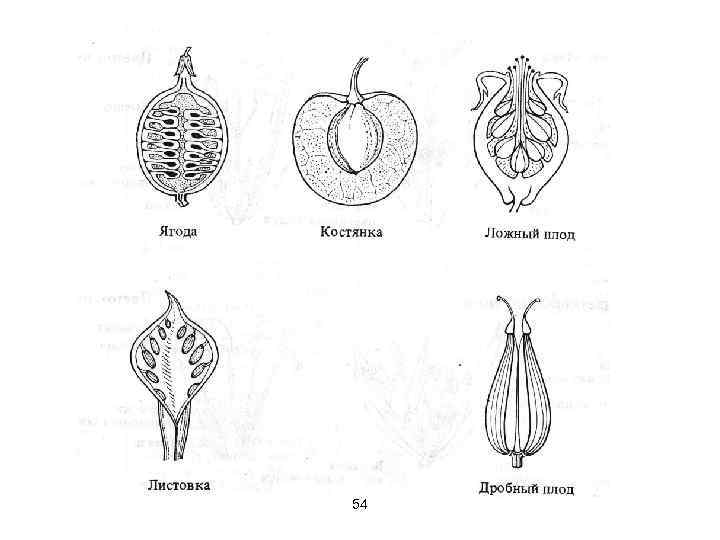 Морфология растений