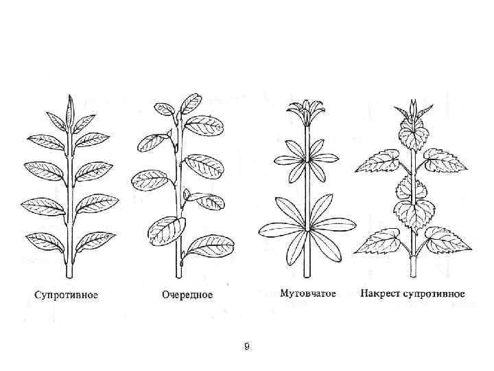 Исследование строения побега домашнего растения