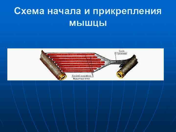 Схема начала и прикрепления  мышцы 