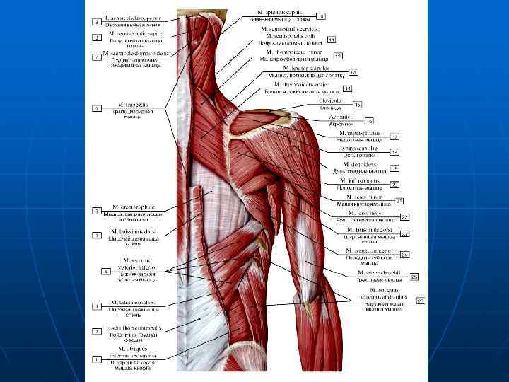 Схема прикрепления мышц