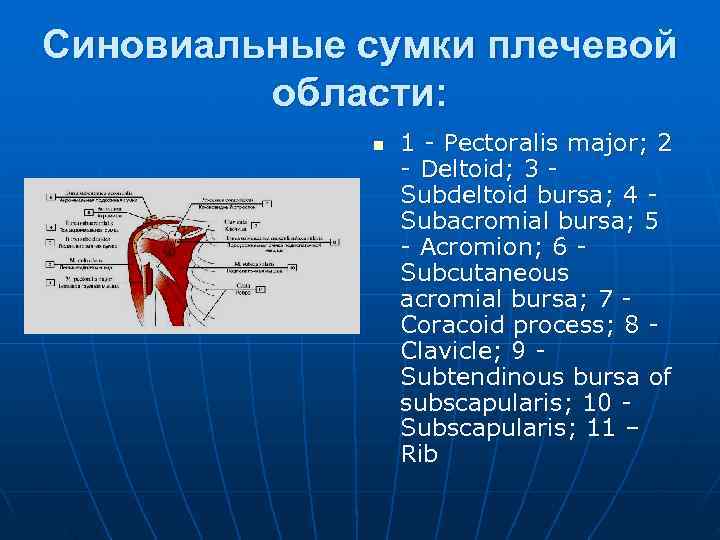 Синовиальные сумки плечевой   области:    n  1 - Pectoralis